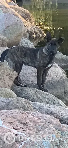 Пропал собака, мужской, Приморское городское поселение, Приморское - Сеня, черный с белыми подпадинами - photo