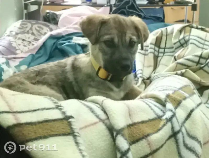 Пропала собака, женская, Октябрьская улица, 211, Ставрополь - щенок с голубым поводком - photo