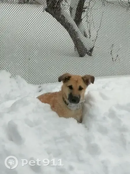 Пропал собака, улица Кирова, 187, городской округ Моршанск - рыжая с ошейником - photo