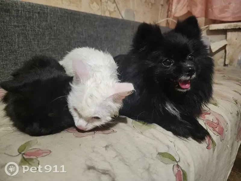 Пропала собака, проспект Ленина, Челябинск - черная с белым пятнышком - photo