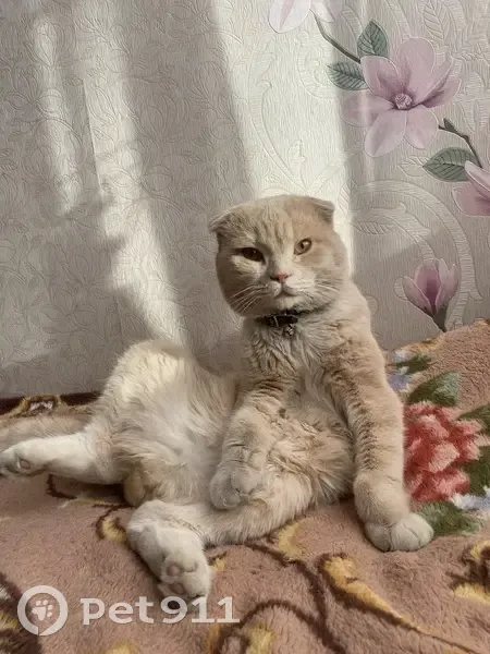 Пропал кот, Октябрьская улица, Чаплыгин - бежевый с ошейником - photo