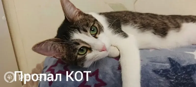 Пропал кот, улица Мичмана Павлова, 5, Чебоксары - домашний, кастрированный - photo