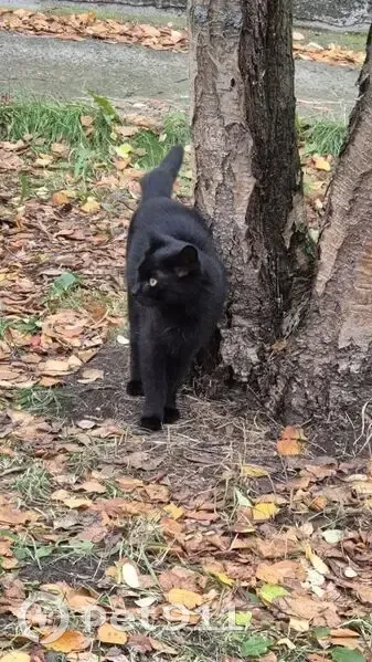 Пропала кошка, Арктическая улица, 10, Северодвинск - чёрный окрас, жёлтые глаза - photo