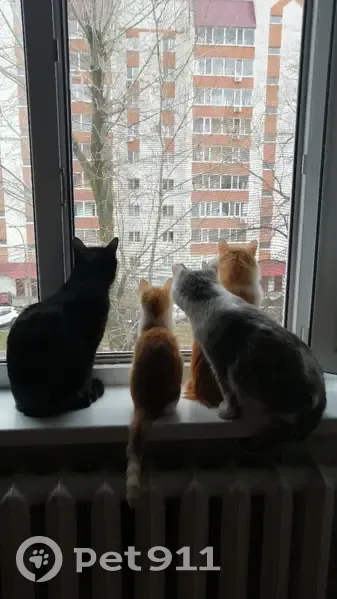 Пропала кошка, проспект Гая, Ульяновск - бело-рыжая девочка с неровными ушками - photo