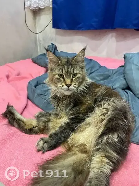 Пропала кошка, улица Ленина, 113, Афипский - черепаховый окрас, порода мейнкун - photo