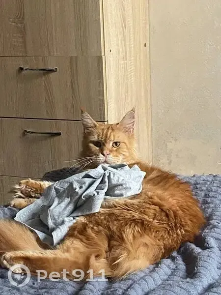 Пропала кошка, улица Ленина, 113, Афипский - огненного окраса, породы мейнкун - photo