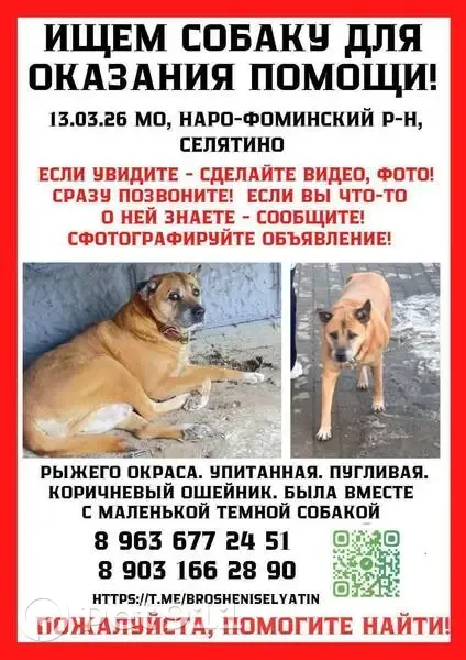 Пропала собака Девочка, Селятино (rl1155900) - photo