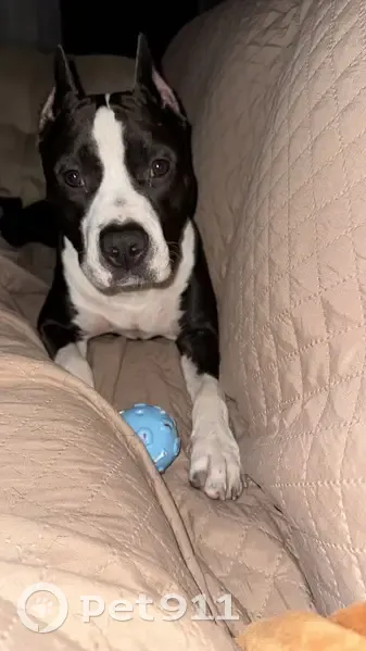 Пропал собака, Ялкынское сельское поселение, Базарные Матаки - последний раз видели в селе Караваево - photo