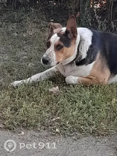 Пропал собака, Малая Армавирская улица, 136, Казань - серый ошейник с красной веревочкой - photo