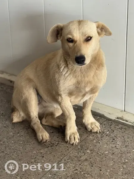 Пропала собака, Милютинская улица, 25, Индустриальный - кончик хвоста поломан - photo