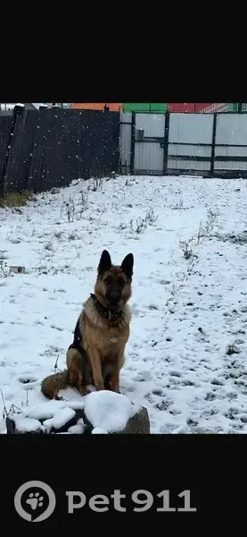 Пропала собака, женская, Курган - немецкая овчарка - photo