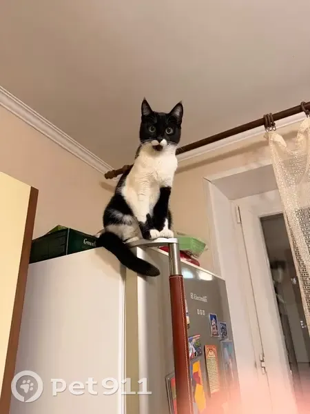 Пропала кошка, Солнцевский проспект, 19 к1, Москва - 1 годик, не стерилизована - photo