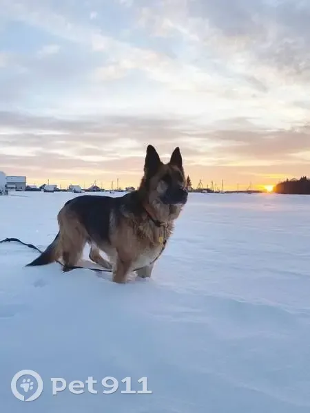 Пропал собака, Аннинское городское поселение, Аннинское - сбежал с участка - photo