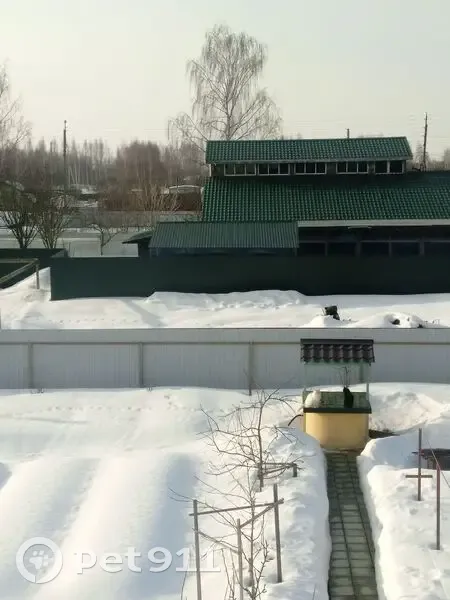 Пропала кошка, 78К-0003, сельское поселение Ишня, Ишня - белый с рыжими ушками и хвостиком - photo