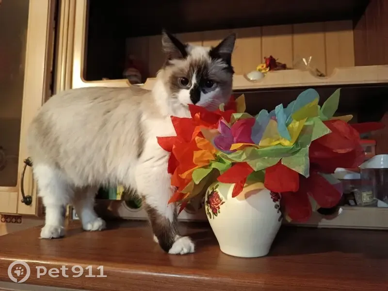 Пропала кошка, улица Некрасова, Ковров - светлая пушистая, 9 месяцев - photo