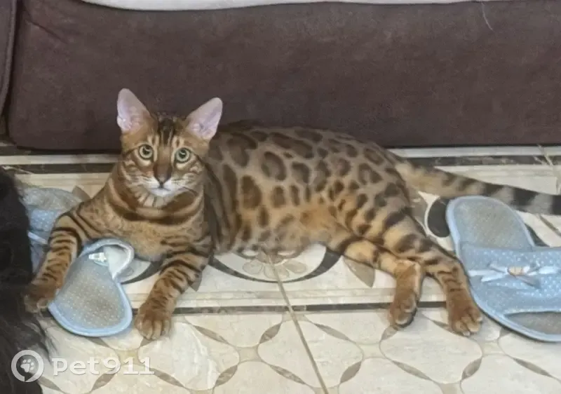 Пропал кот, Нагорный переулок, 9, Отрадное - кастрирован, с именным медальоном - photo