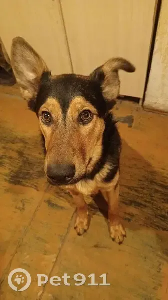 Пропала собака, проспект Победы, Челябинск - помесь дворняги с Восточником - photo