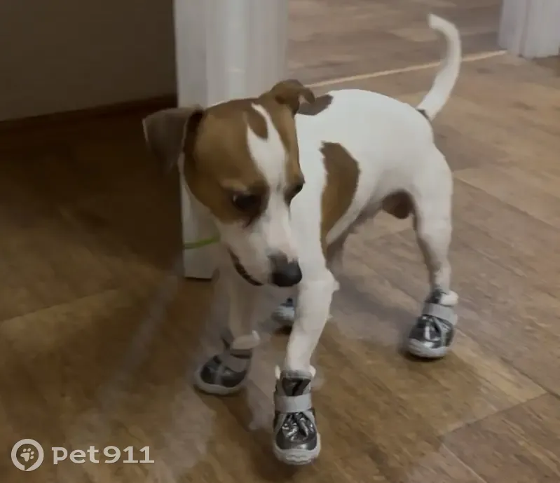 Пропала собака, улица Победы, 99, Самара - Джек Рассел с клемом и чипом - photo