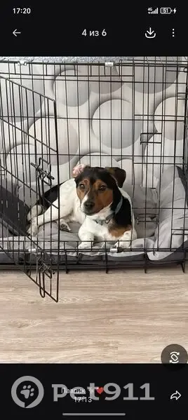 Пропал собака, 46Н-00965, 33, Яхрома - годовалый Джек Рассел терьер - photo