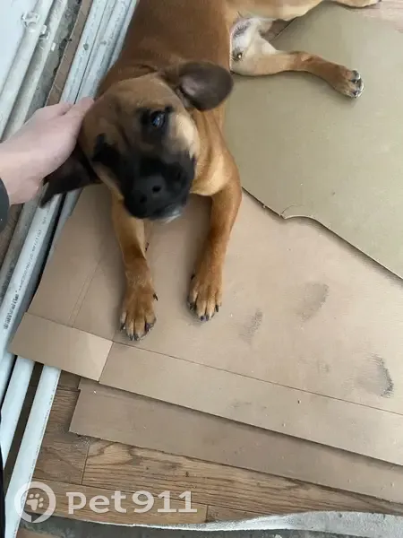 Пропал собака, Кислородный переулок, Шахты - черная мордочка, коричневое туловище - photo