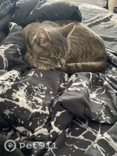 Пропала кошка, Высоковольтная улица, городской округ Рязань - photo