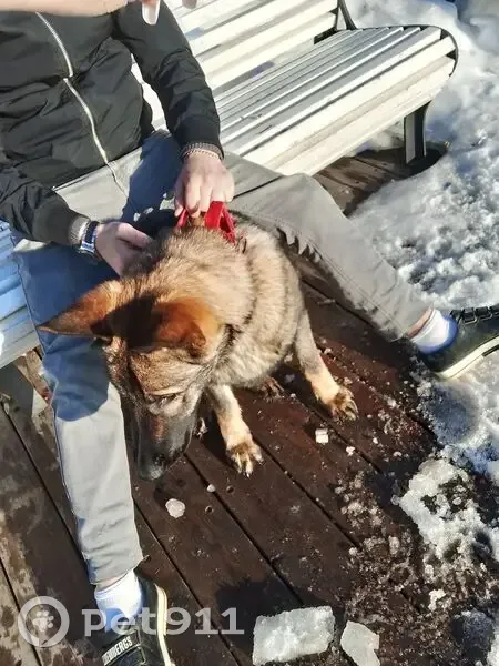 Найдена собака, девочка, улица Урицкого, Казань - photo