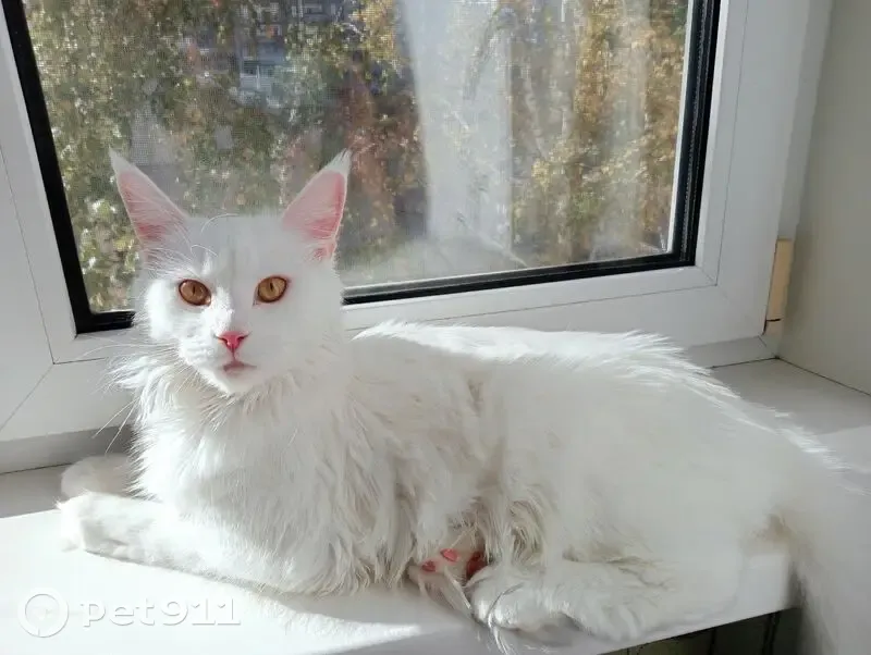 Пропала кошка, Павловский тракт, 78А, Барнаул - чисто белая, мейн кун - photo