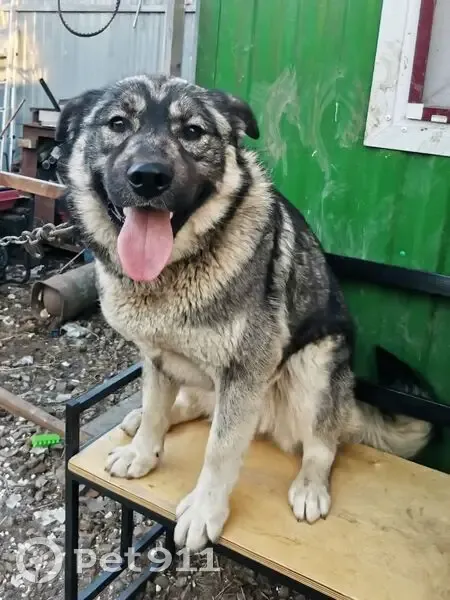 Пропал собака, улица Мингажева, 87, Уфа - кличка Мишка - photo