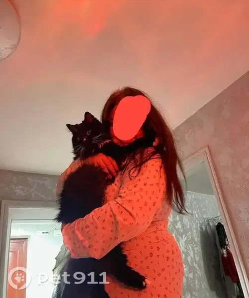 Пропал кот, бульвар Мира, 38, Невинномысск - черный с белыми отметинами - photo