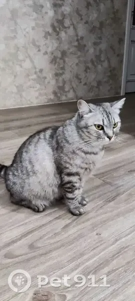 Пропала кошка, улица Дружбы, Вязники - серый окрас с чёрными полосками - photo