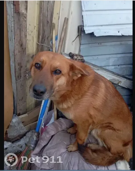 Найдена собака, улица Бархатовой, 4, Омск - рыжая со следом от ошейника - photo
