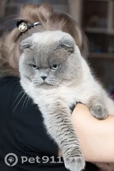 Пропал кот, Беломорский переулок, 17, Ростов-на-Дону - шотландский вислоухий, серый - photo