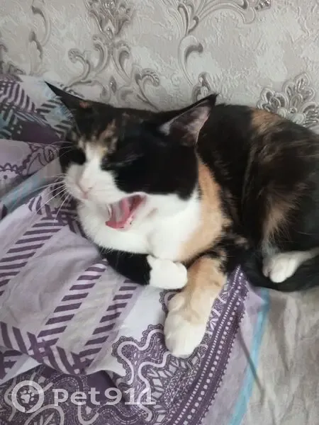 Пропала кошка, трёхцветная, улица Южакова, 80, Вологда - photo