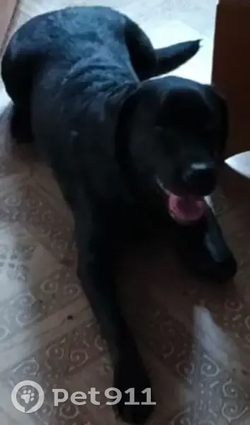 Пропала собака, Смоленская улица, 30, Рославль - чёрный лабрадор, девочка 2 года - photo