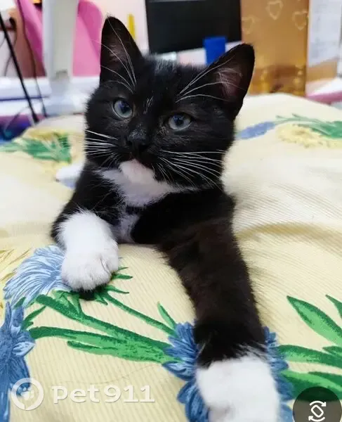 Пропала кошка, Садовая улица, 5, Кашира - котенок с зелеными глазами - photo