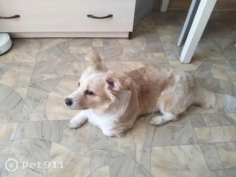 Пропал собака, Ульяновский проспект, Красноярск - средний размер, рыжий-белый окрас - photo