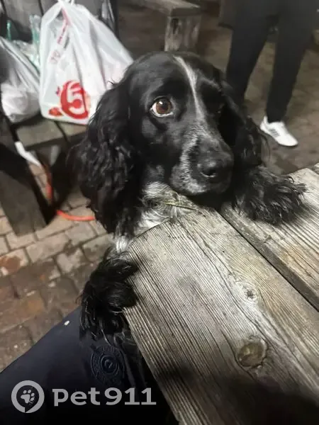 Пропал собака, Кавалерийская улица, 28, Ставрополь - черно-белый окрас, очень умный - photo