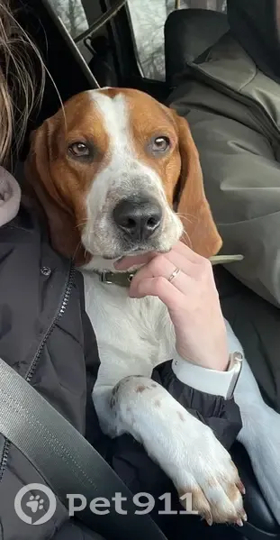 Пропал собака, Южная улица, 7, Бессоновка - мальчик по кличке Бим - photo