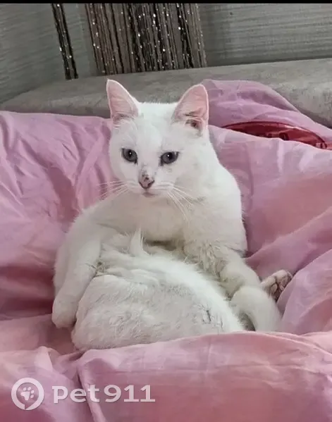 Пропала кошка, 2-я Интернациональная улица, Лежнево - photo