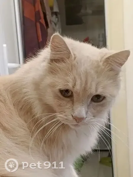 Пропал кот, Мутнянская улица, 54А, Ставрополь - отзывается на кличку Мася - photo