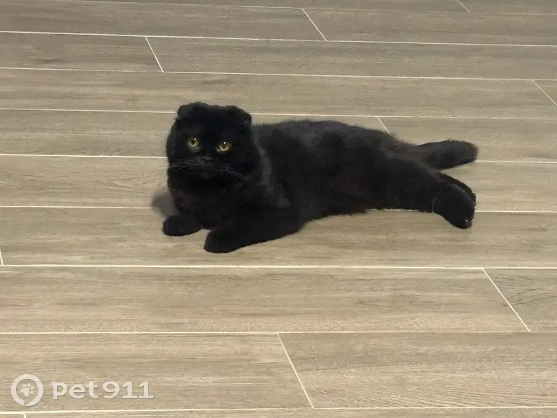 Пропала кошка, 13-й проезд Мясново, 22, Тула - женская особь - photo