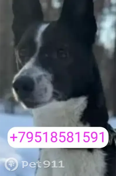 Пропала собака, Третьяковская улица, Борисоглебск - глухой, чёрно-белый окрас - photo