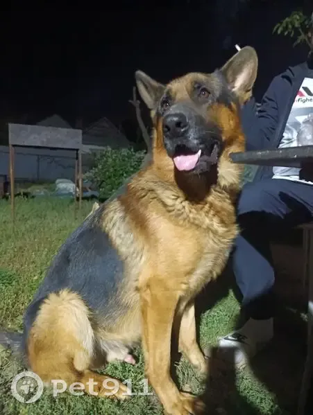 Пропал собака, улица Славы, 3, Астрахань - кличка Алтай - photo