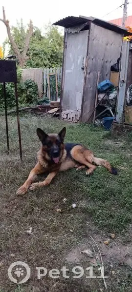 Пропал собака, улица Славы, Астрахань - сбежал со двора - photo