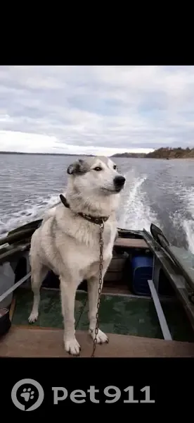 Пропала собака, Чебоксары - бело пепельного цвета с коричневым ошейником - photo