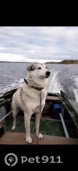 Пропала собака, Чебоксары, светло-серая лайка с ошейником - photo