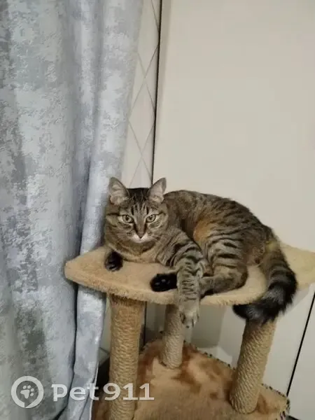 Пропала кошка, улица Ушинского, 25, Котлас - полосатая кошечка - photo