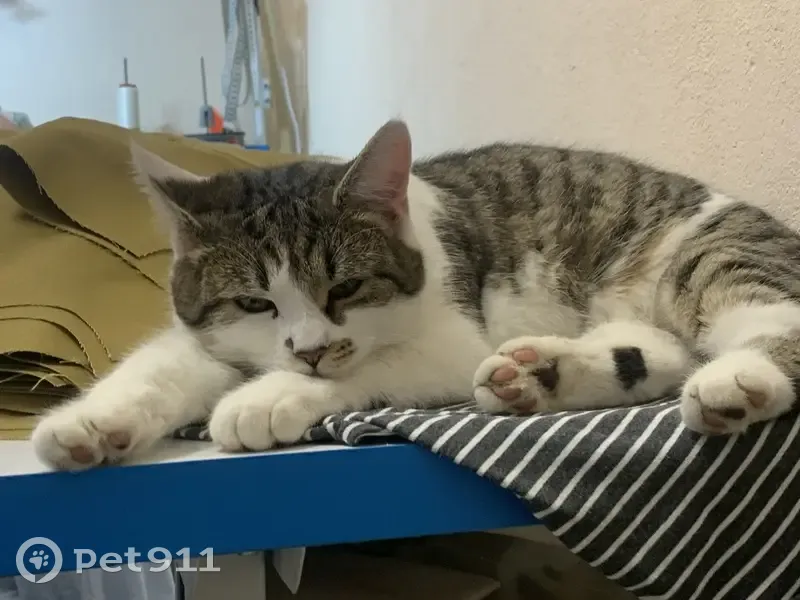 Пропала кошка, Нагорная улица, 49, Воронеж - кличка Соня, яркие полосы - photo