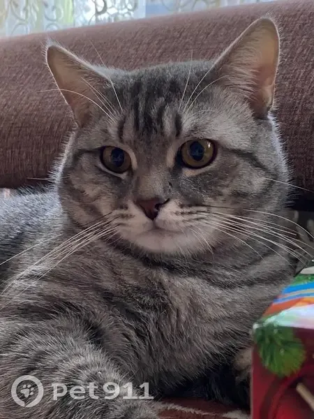 Пропал кот, Узенький переулок, городской округ Курск - серый шотландско-британской породы - photo