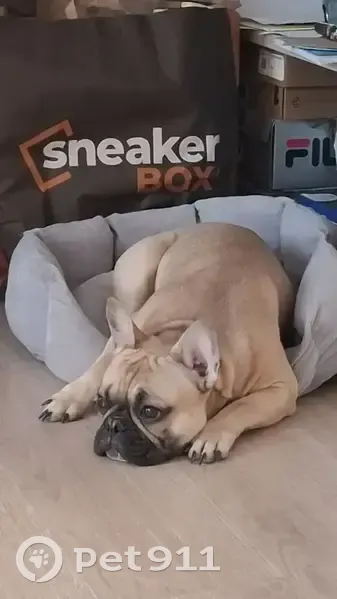 Пропал собака, Воронеж, бежевый французский бульдог с черной мордочкой - photo